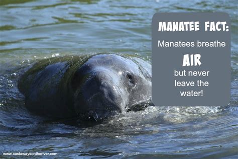 Find gifs with the latest and newest hashtags! Manatee Awareness: Florida's Gentle Giants