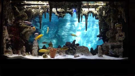 Aquarium Tank Backgrounds Rin Aquarium Fish