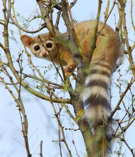 People Are Loving These Adorable Ringtail Cats That Are Native To North