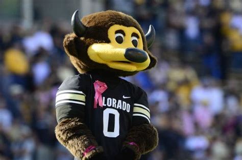 University Of Colorado At Boulder Mascot Ralphie The Buffalo Mascots