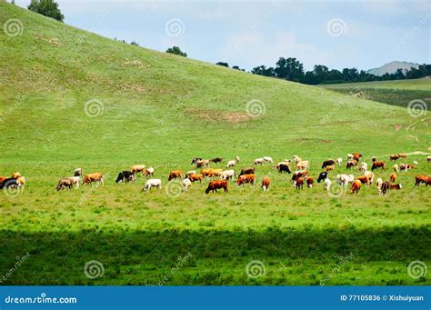 The Herd Of Cattle On The Grassland Stock Photo Image Of Cloudscape