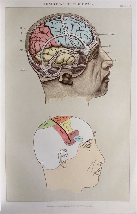 Antique Anatomy Bookplate Print 1900s Brain Function Head Etsy
