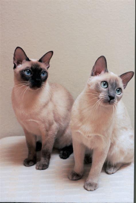 Cats Tonkinese Cats Are A Domestic Cat Breed Produced By