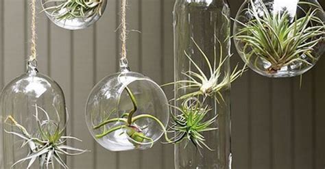 Decoracion de interiores moderna y clasica. 7 formas originales de decorar tu casa con plantas de aire | Bioguia