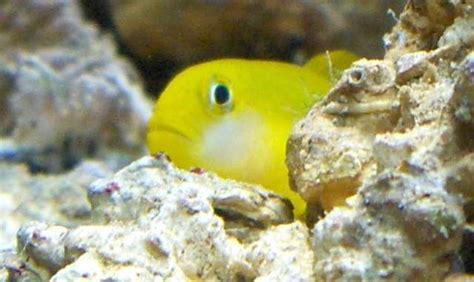 Photo 1 Yellow Clown Goby Rip 1 Coral Beauty1 Clean