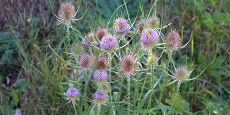 When To Grow Teasel Plug Plants Heres The Best Time Gfl Outdoors