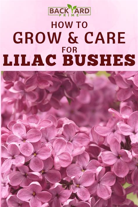 Your Guide To Growing And Caring For Lilac Bushes Lilac Bushes
