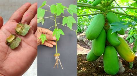 Easy Method Propagation How To Grow Papaya Tree From Buds Youtube