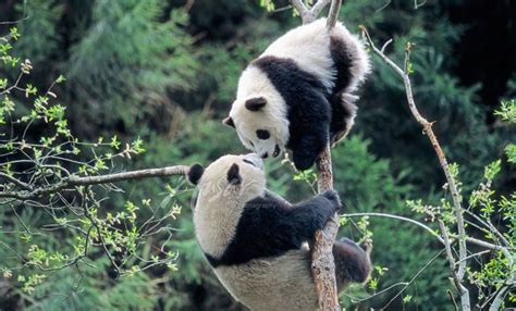 2 Panda Bears In A Tree Panda Pandas Playing Panda Bear