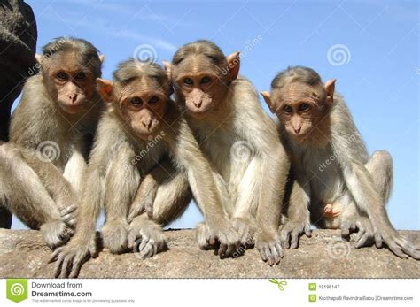 Words Used To Describe A Group Of Monkeys