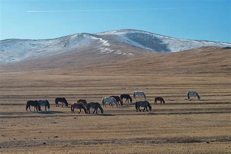 Hustai National Park Mongolia Photograph By Ivan Batinic