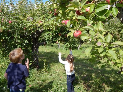 Trova una vasta selezione di computer desktop apple a prezzi vantaggiosi su ebay. Celebrate Apple Season at these Flint & Genesee Orchards ...