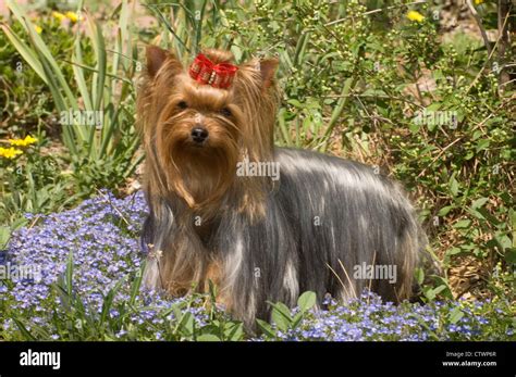 Yorkshire Terrier Standing In Flowers Stock Photo Alamy