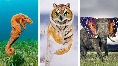 15 Crazy Hybrid Animals That Will Make You Scratch Your Head