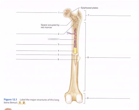 Draw and label a longitudinal section of a long bone. Diagram Of A Long Bone - Hanenhuusholli