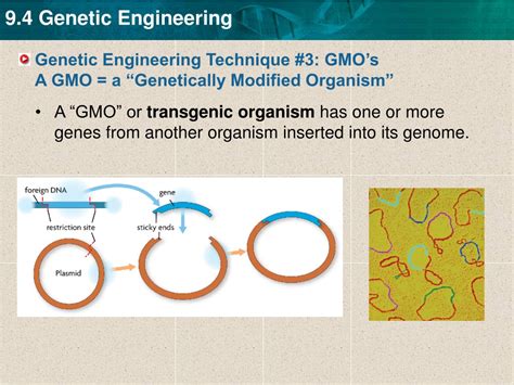 Transgenic animals are those animals which are genetically modified using recombinant dna technology. PPT - KEY CONCEPT Genetic Engineering is about changing the DNA sequences of organisms ...