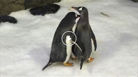 Gay Penguin Couple Foster Egg In Australia The New York Times