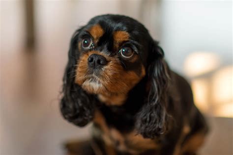 Cavalier King Charles Spaniel Information Pictures And More