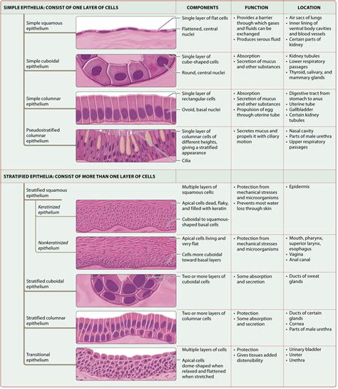 Module 42 Epithelial Tissues Basic Anatomy And
