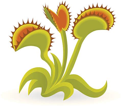 Check spelling or type a new query. Royalty Free Venus Flytrap Clip Art, Vector Images ...