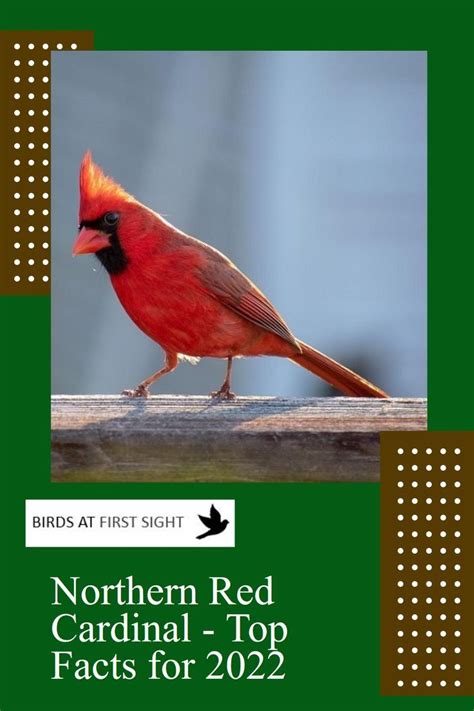 Northern Red Cardinal Top Facts For 2022 Red Cardinal Cardinal
