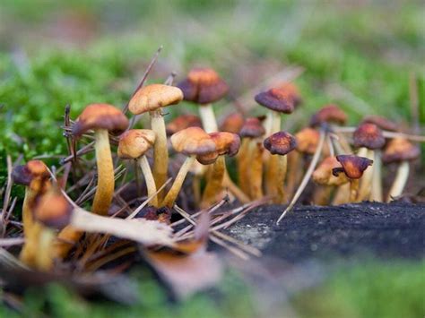 Heres How Magic Mushrooms Became Hallucinogenic Shropshire Star