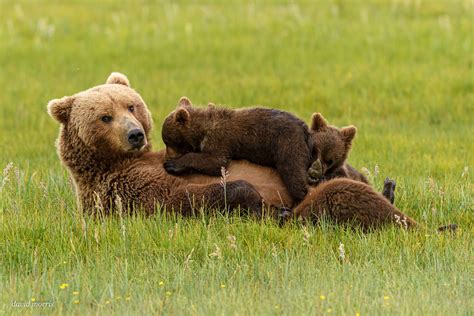 always aware momma brown bear feeding her cubs katmai nat… flickr