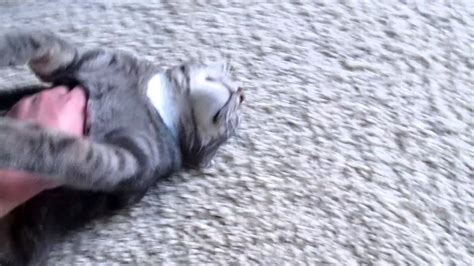Must Watch Another Video Of My Cat Cat Dragging 02 11 2013 Youtube