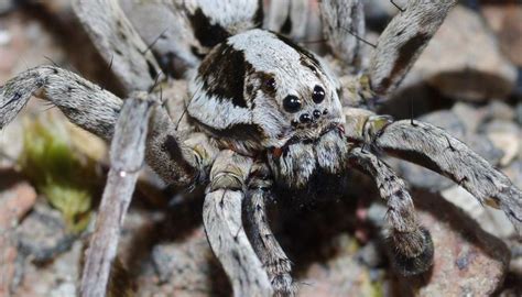Uks Endangered Great Fox Spider Found For The First Time In 27 Years