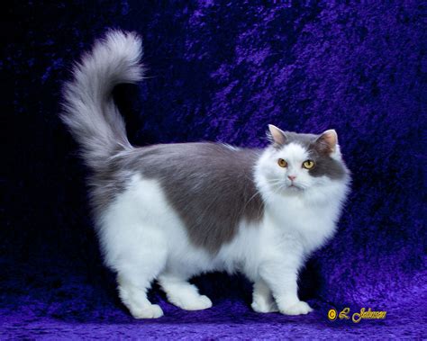Ragamuffin Cat Gp Ragtime Cats Blueberries And Cream Cat Breeds