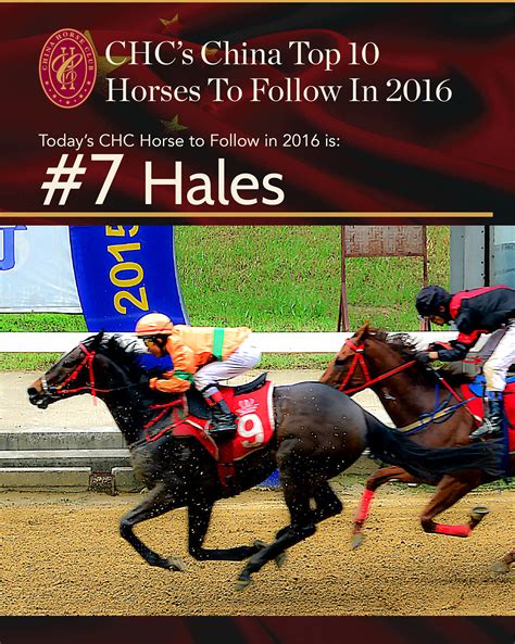 top  china horses  follow    hales china horse club