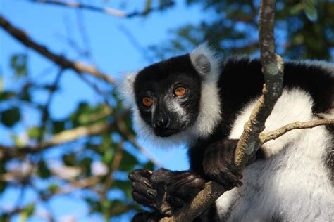 Black And White Ruffed Lemur Photos Diagrams And Topos Summitpost