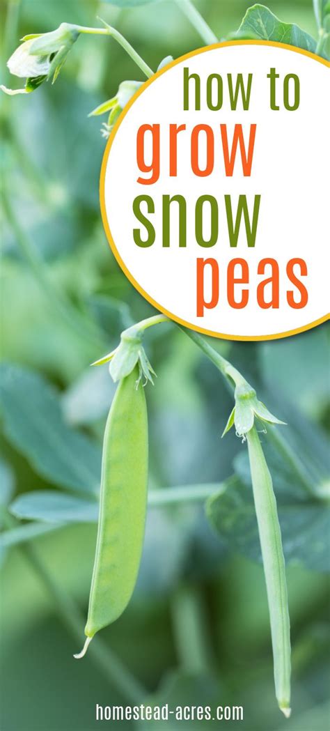 How To Grow Snow Peas Easy Tasty Treat Growing Snow Peas Snow