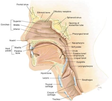 Mid Sagittal Section Of Head Neck Dental Hygiene Student Medical Knowledge Medical Anatomy