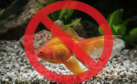 Harvest fish & pet sdn bhd. 7 Deal breakers - Why fish make bad pets!
