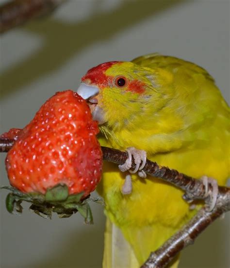 First, oranges do have a moderate sugar content and can potentially cause gi upset. Can parakeets eat fruit? | List of fruit for parakeets ...