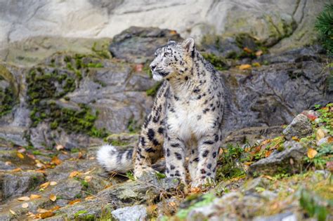 Wallpaper Irbis Snow Leopard Big Cat Predator Hd Widescreen High