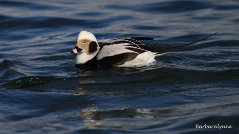 Male Old Squaw Ducklong Tailed Duck I Was Finally Able