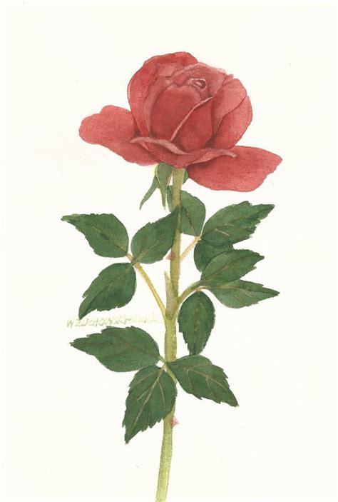 Red Rose Original Watercolor Painting By Wandazuchowskischick