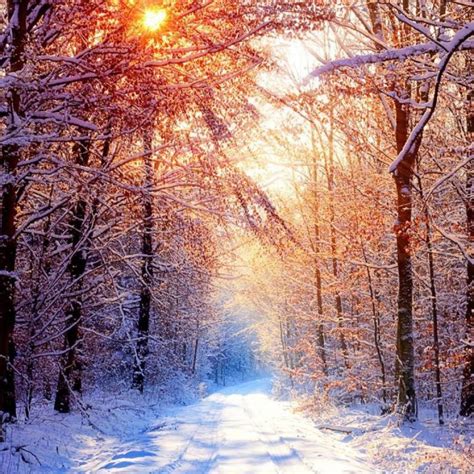 10 Latest Winter Forest Hd Wallpaper Full Hd 1080p For Pc