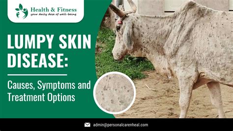 Lumpy Skin Disease Causes Symptoms And Treatment Options