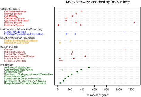 Figure 7 gene annotation enrichment analysis of kegg pathway in each module. KEGG pathway enrichment analysis of differentially ...