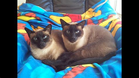 Malik And Mika In Loving Memory Of My Beloved Siamese Twins Cats Youtube