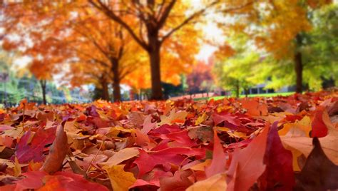 The fall is a british crime drama series created by allan cubitt. Your fallen leaves are wanted | Kingman Daily Miner ...