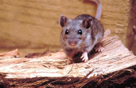 Mice Disease Kills Tourist At Yosemite National Park Ibtimes Uk