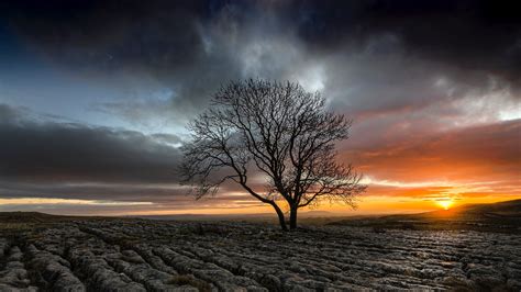 Lonely Tree In Drought Field Sunset Tree Wallpapers