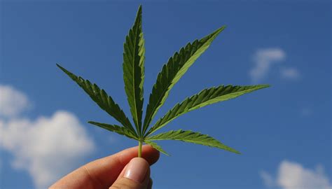 legalización de marihuana en canadá marca pautas sobre la venta de cannabis la verdad noticias