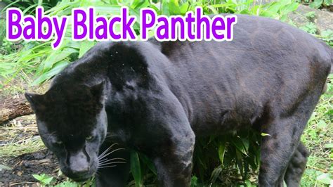 Baby Black Panther Youtube