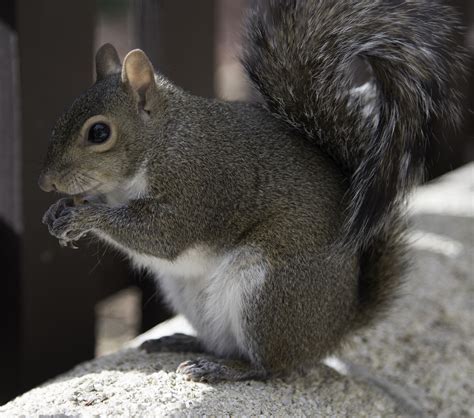 Squirrel Eating Peanut Image Free Stock Photo Public Domain Photo