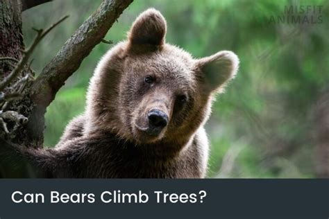 Can Bears Climb Trees Species And Climbing Abilities